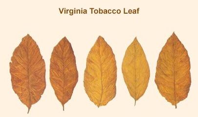 Листы табака Вирджиния